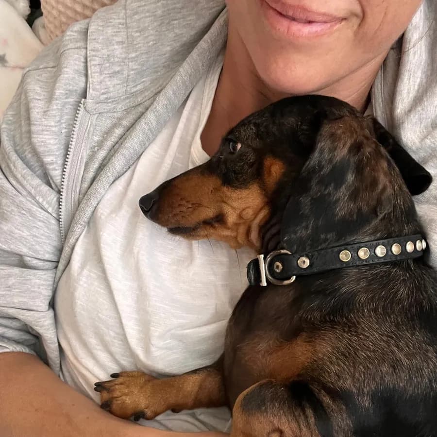 Sausage dog enjoying the sun